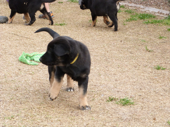 chinook dog